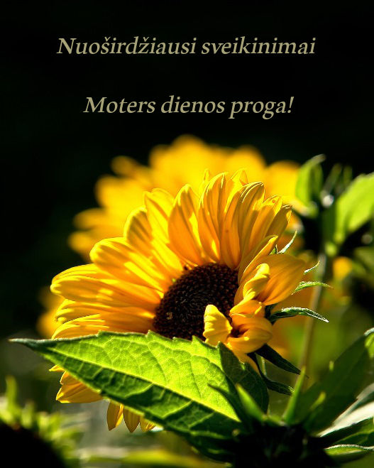 atvirukas moters dienos proga su saulėgrąža