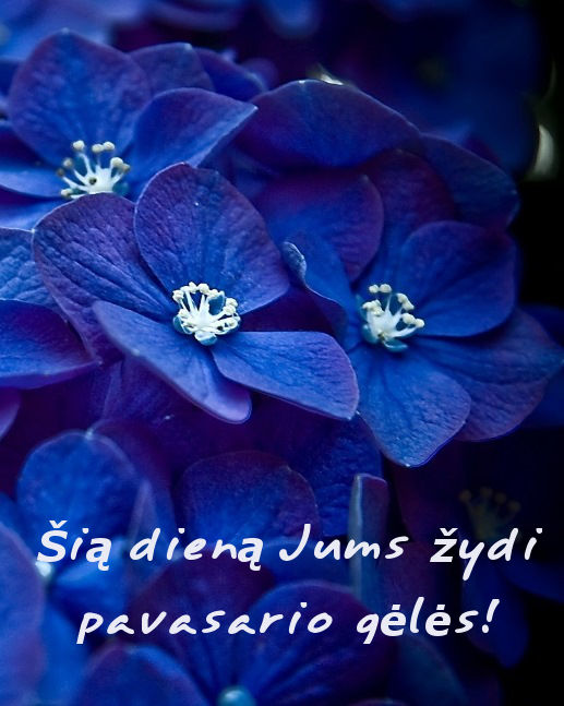 sveikinimai moterims su kovo 8-ta